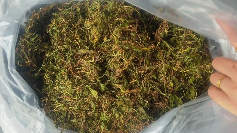 野生一支箭干货