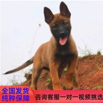 出售纯种马犬幼犬活体军犬警犬爆红马犬科目马犬看家护院犬护