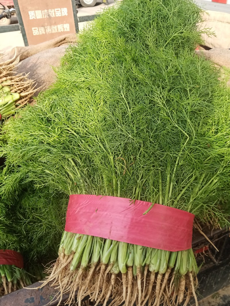 精品茴香