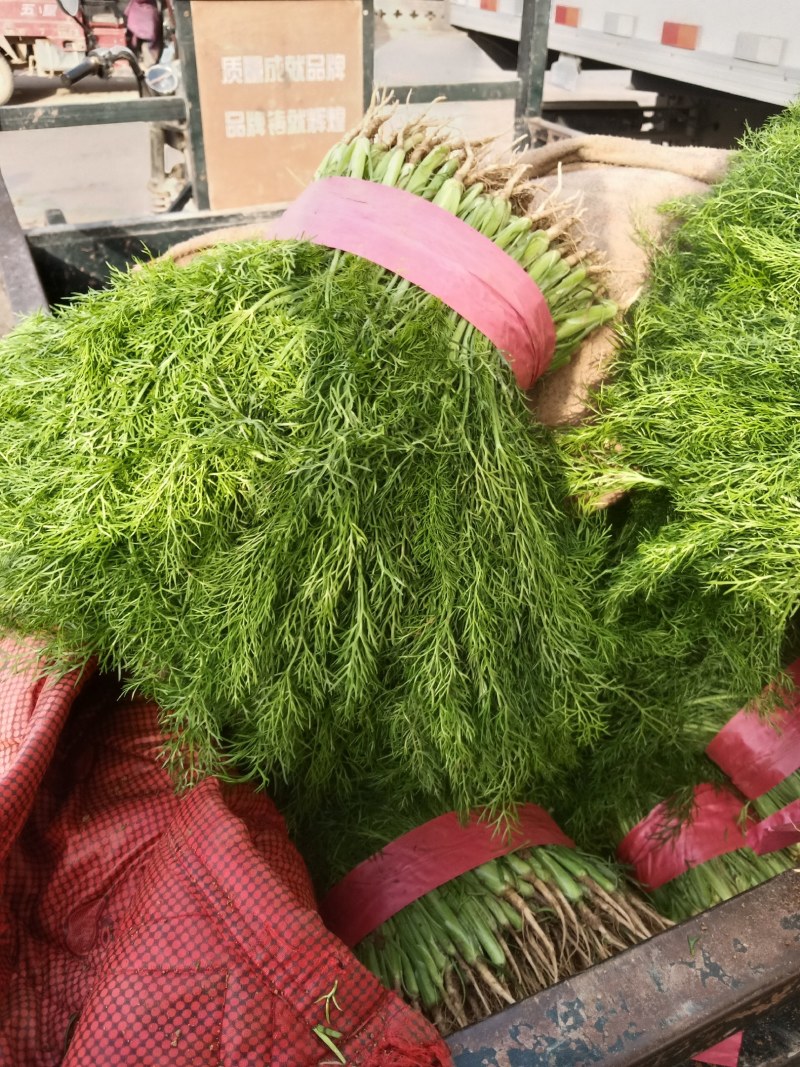 精品茴香
