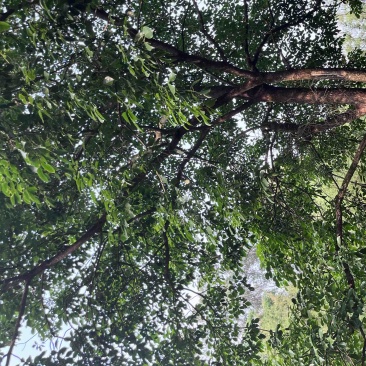 绿化专用秋枫大树造型美