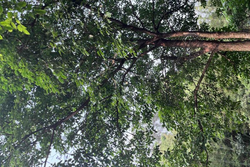 绿化专用秋枫大树造型美