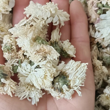 菊花，货源充足，足斤足量，全国发货，欢迎选购