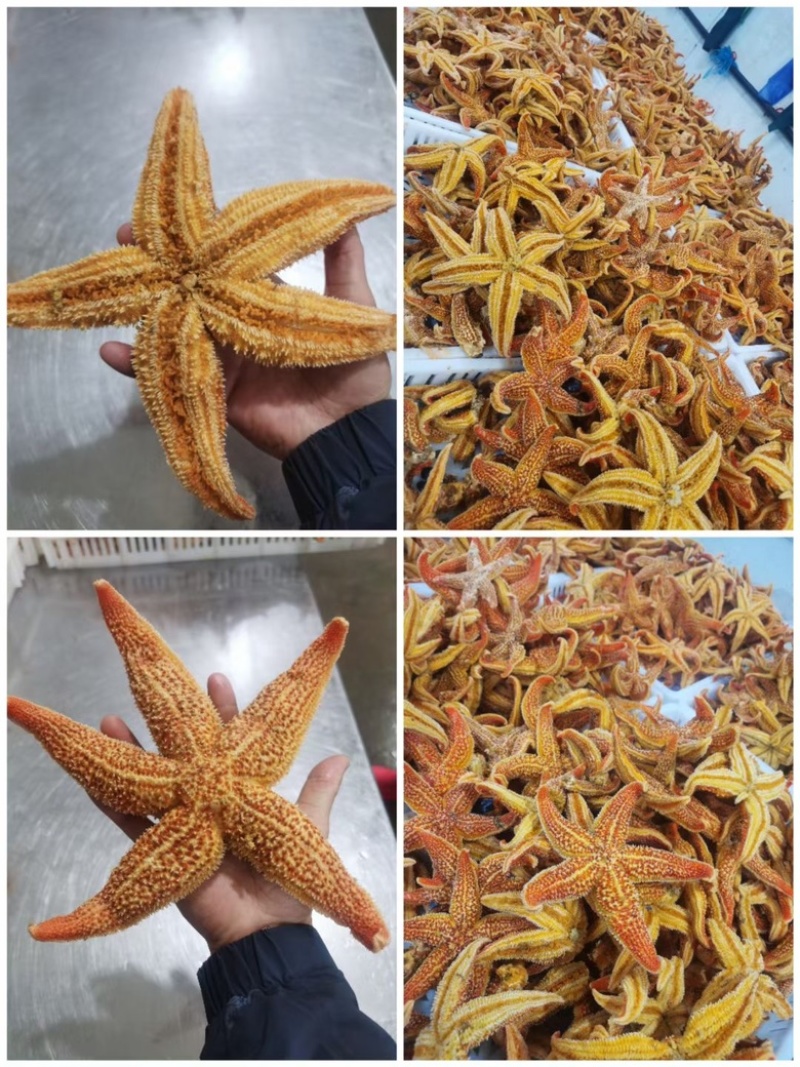 海星鲜活海鲜水产冷冻满籽熟冻海五星新鲜大海星食用