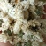 菊花，货源充足，足斤足量，全国发货，欢迎选购