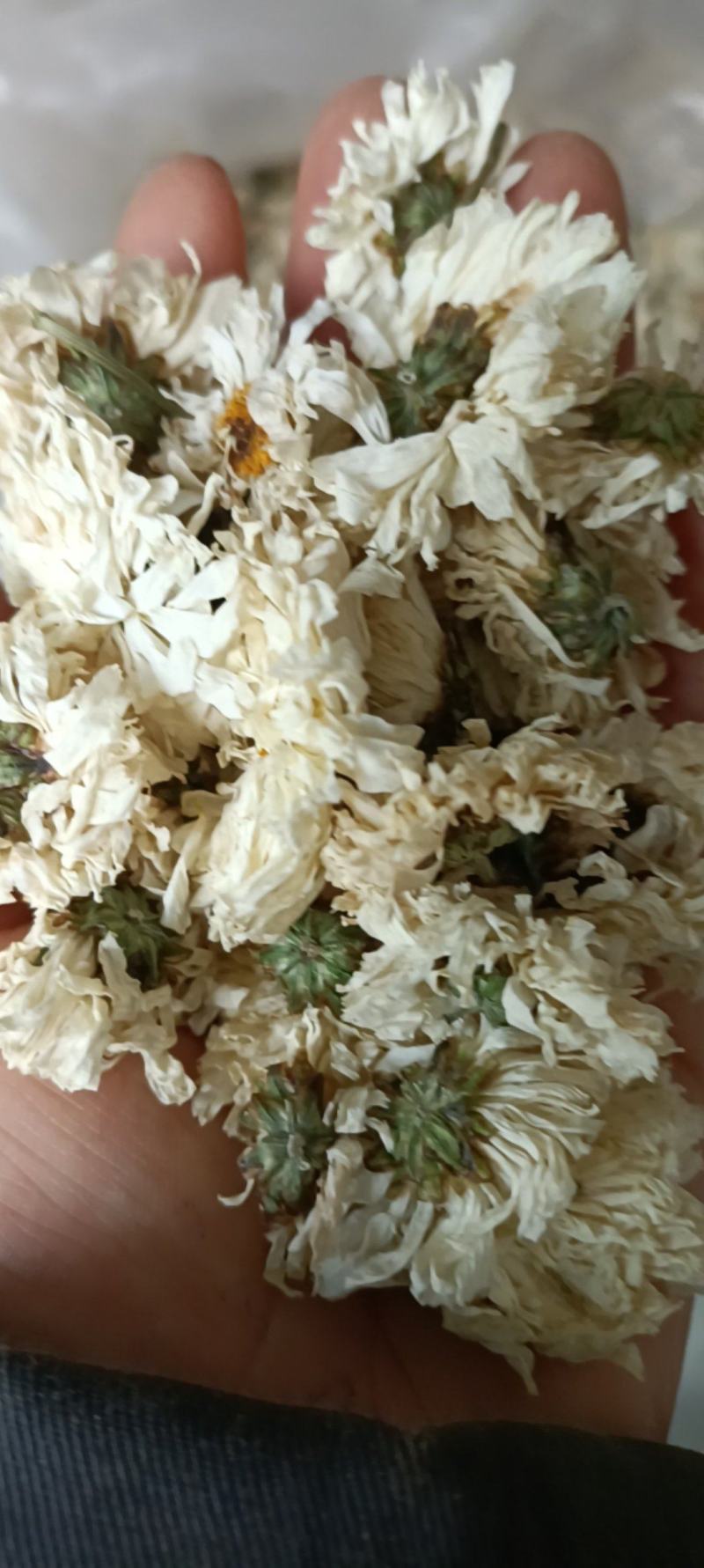 菊花，货源充足，足斤足量，全国发货，欢迎选购