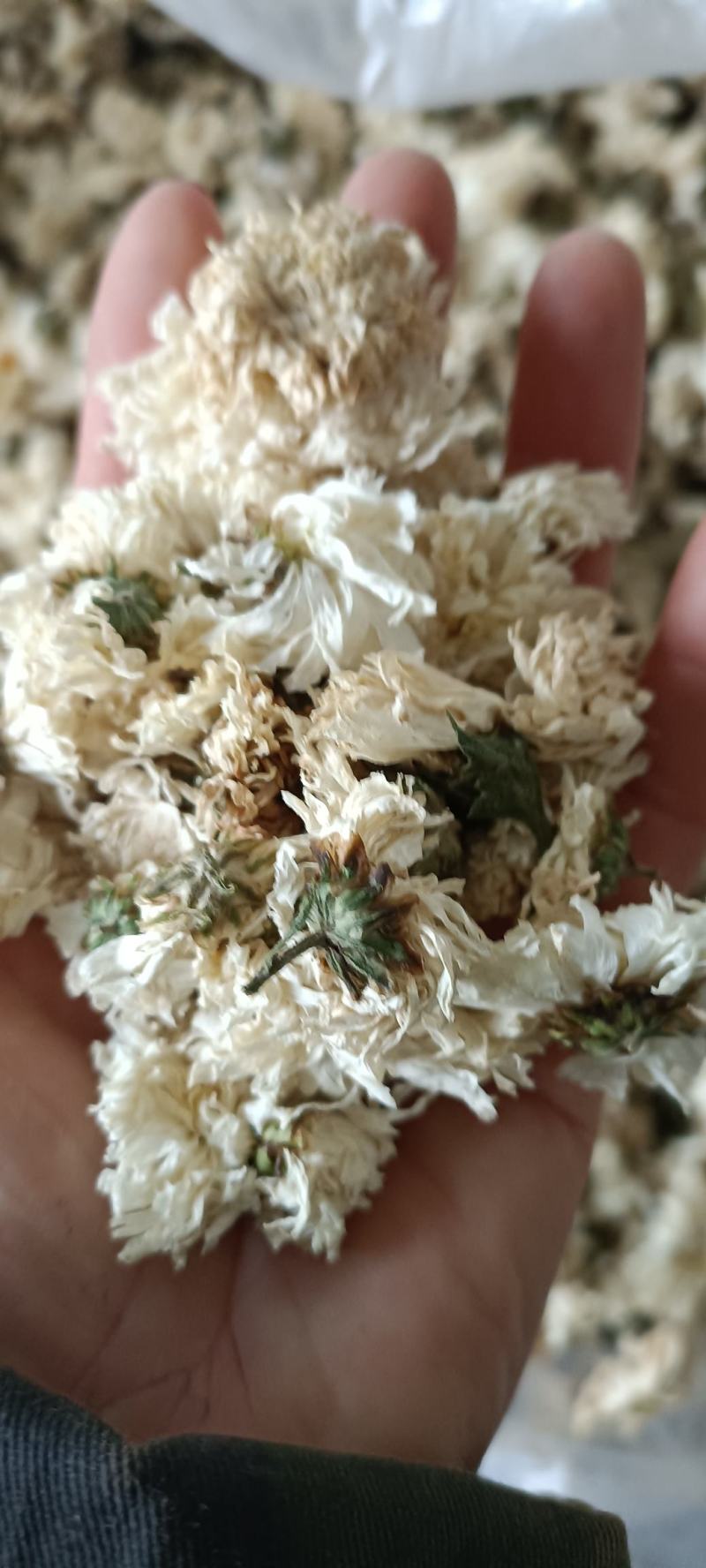 菊花，货源充足，足斤足量，全国发货，欢迎选购