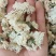 菊花，货源充足，足斤足量，全国发货，欢迎选购