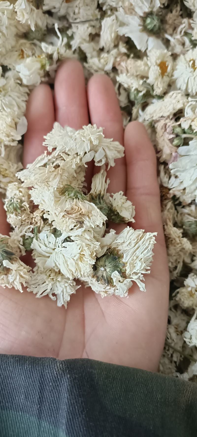 菊花，货源充足，足斤足量，全国发货，欢迎选购
