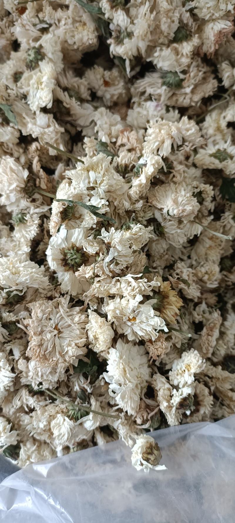 菊花，货源充足，足斤足量，全国发货，欢迎选购