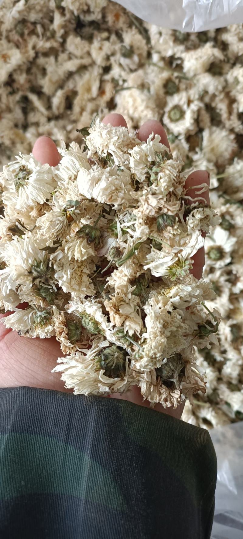 菊花，货源充足，足斤足量，全国发货，欢迎选购