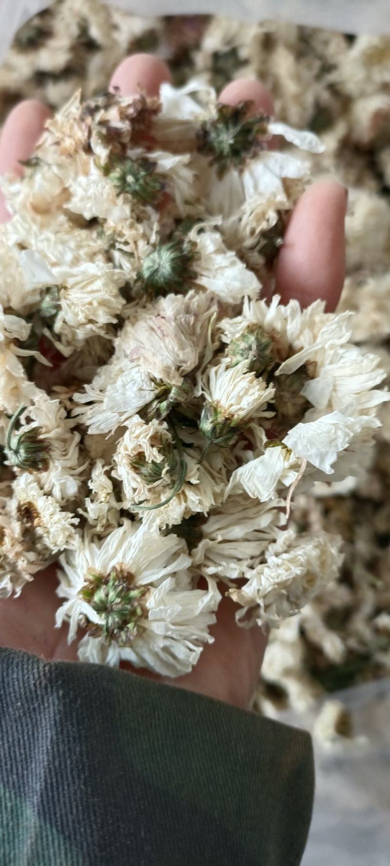 菊花，货源充足，足斤足量，全国发货，欢迎选购