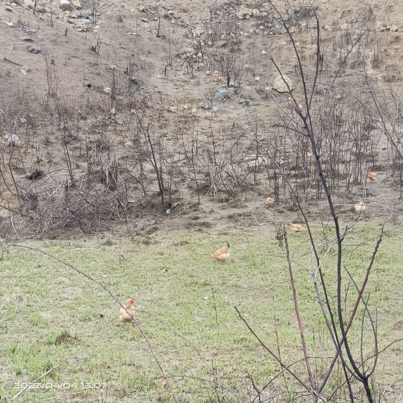 放养土鸡