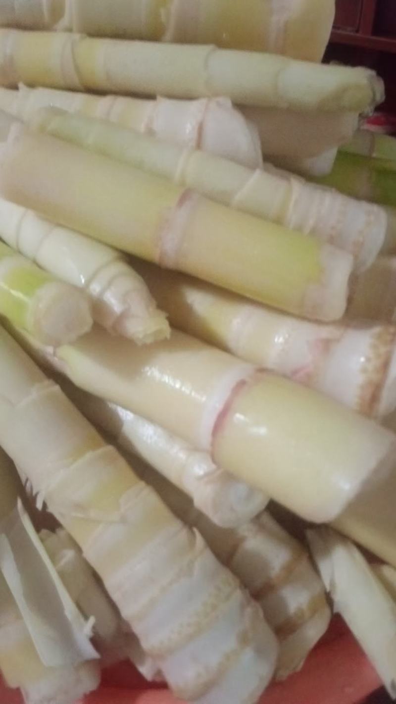 每天新鲜现挖高山苦笋原味饭店农庄鲜嫩甜笋当季大小笋都有货