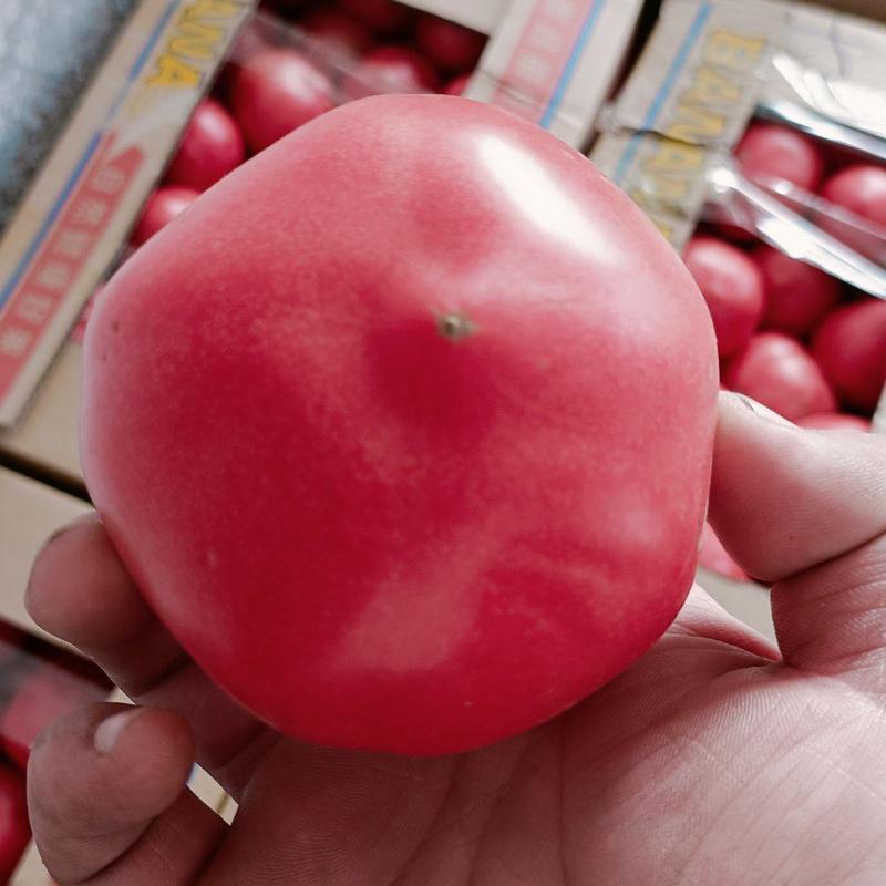 精品西红柿大红西红柿产地批发对接全国电商批发市场