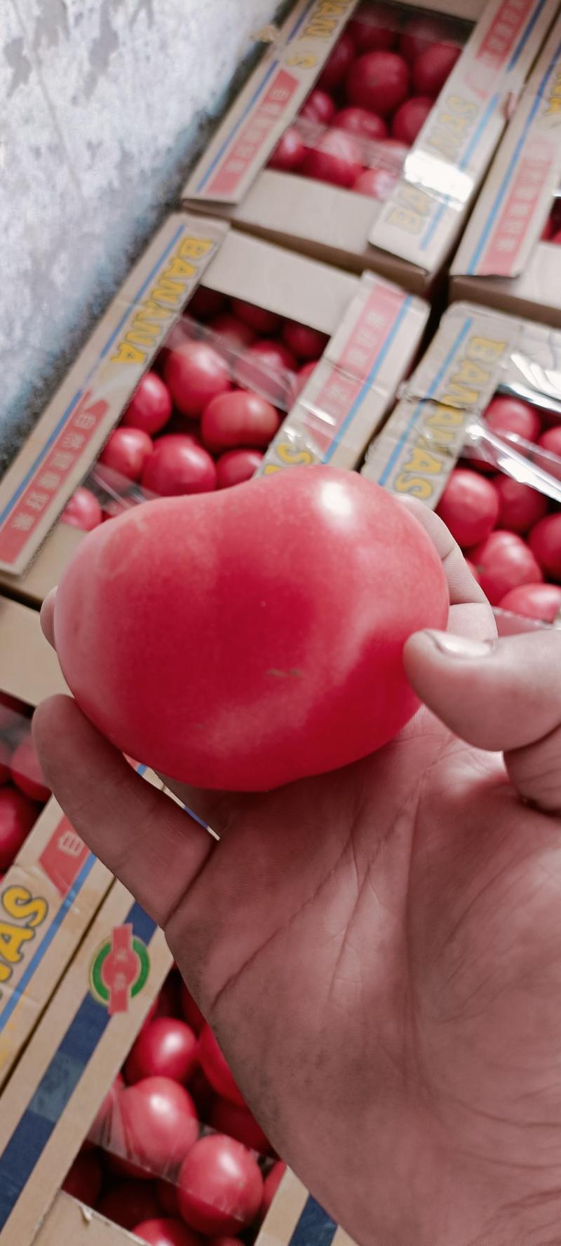 精品西红柿大红西红柿产地批发对接全国电商批发市场