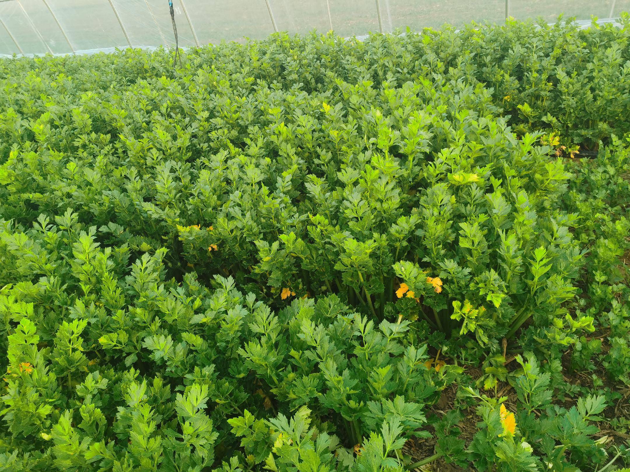 芹菜在田间自然生长状态,阳光照射下的绿色农田场景 芹菜种植田间图