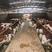 西门塔尔牛，繁殖小母牛，精品保胎母牛，质量保证，可视频看
