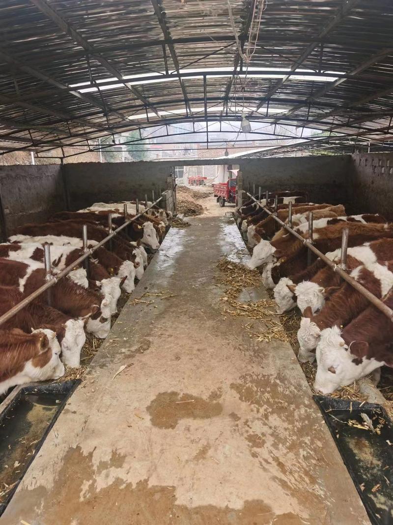 西门塔尔牛，繁殖小母牛，精品保胎母牛，质量保证，可视频看