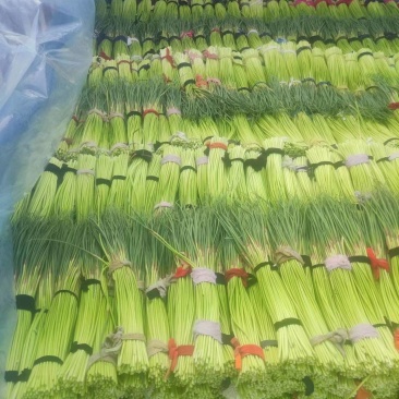 早熟蒜苔