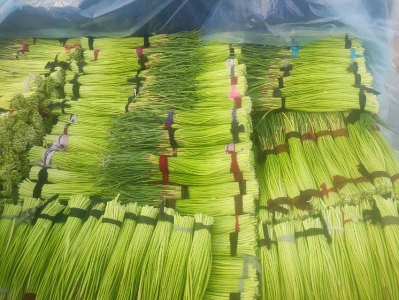 早熟蒜苔