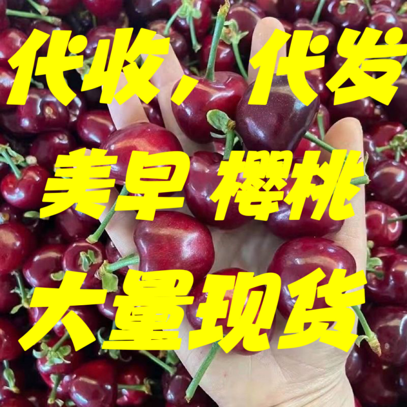 【美早樱桃】冠县大棚万亩樱桃基地，代收代发，商超合作。