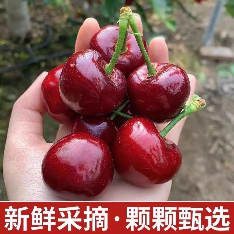 【美早樱桃】冠县大棚万亩樱桃基地，代收代发，商超合作。