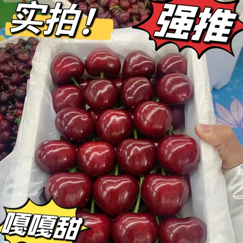 【美早樱桃】冠县大棚万亩樱桃基地，代收代发，商超合作。