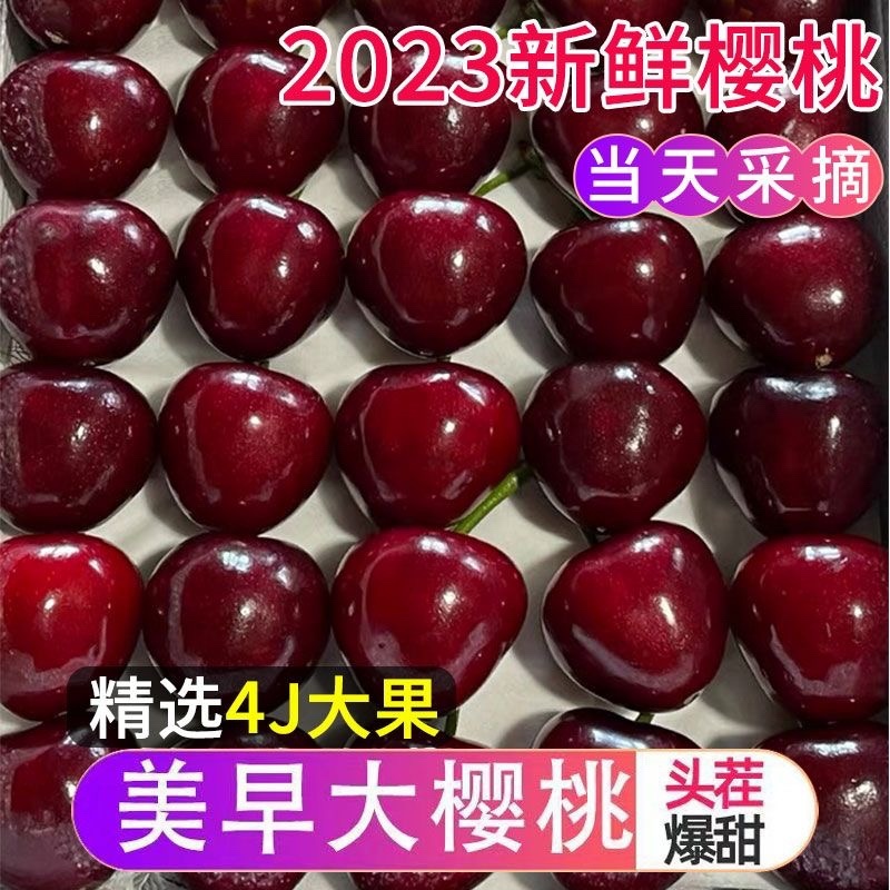 【美早樱桃】冠县大棚万亩樱桃基地，代收代发，商超合作。