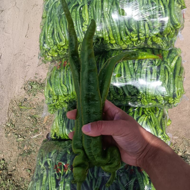 精品陇椒螺丝椒，产地一手货源，大量上货需要的老板联系