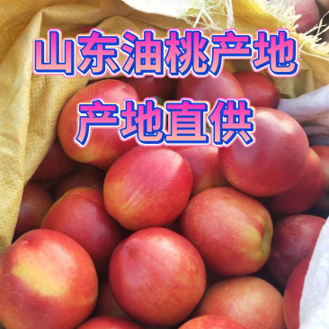桃油桃山东126油桃产地直供一手货源优质精品质量保证