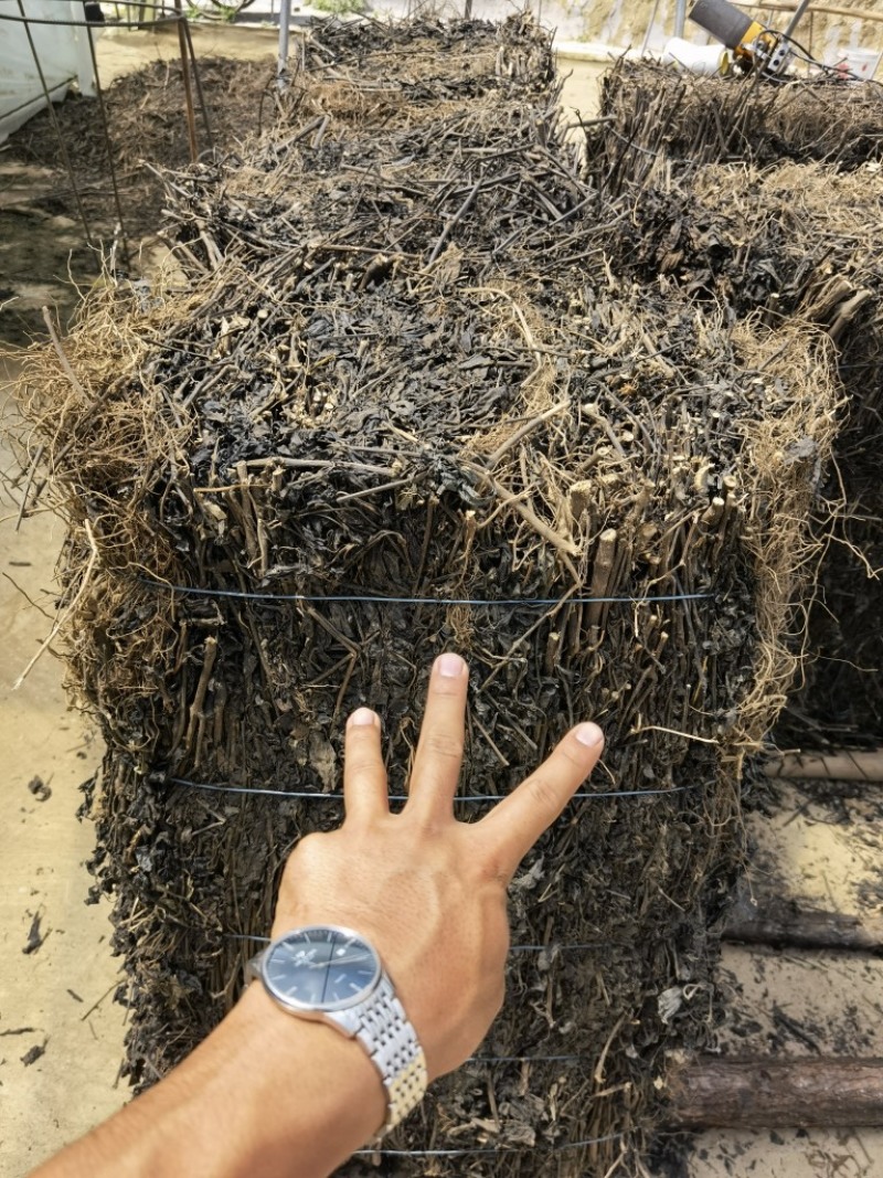 南板蓝根道地药材供应