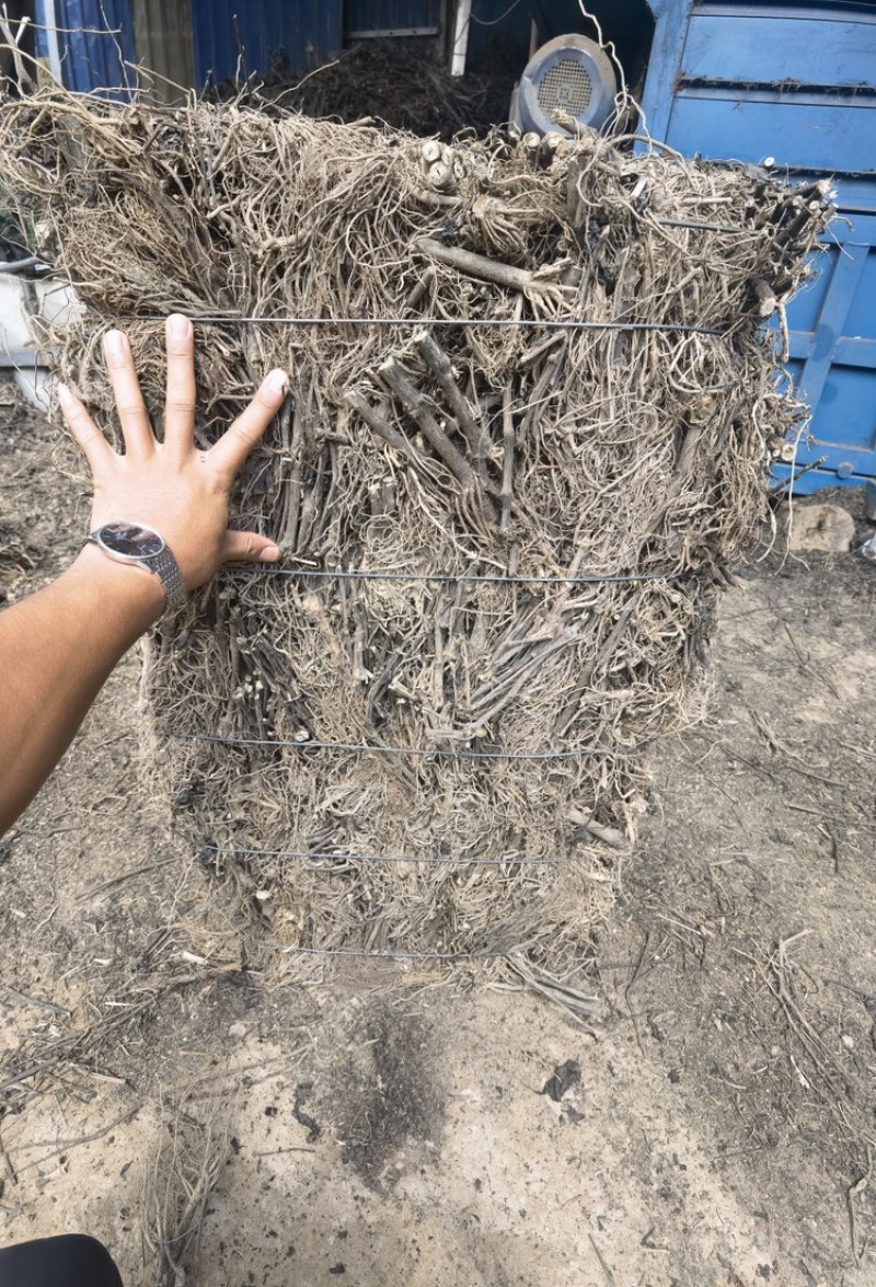 南板蓝根道地药材供应