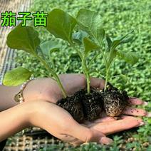 带土带根茄子苗蔬菜幼苗秧苗黑贵人长圆紫茄苗种籽线茄孑种苗