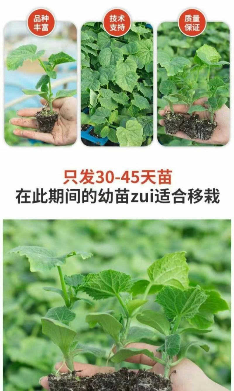 带土带根茄子苗蔬菜幼苗秧苗黑贵人长圆紫茄苗种籽线茄孑种苗