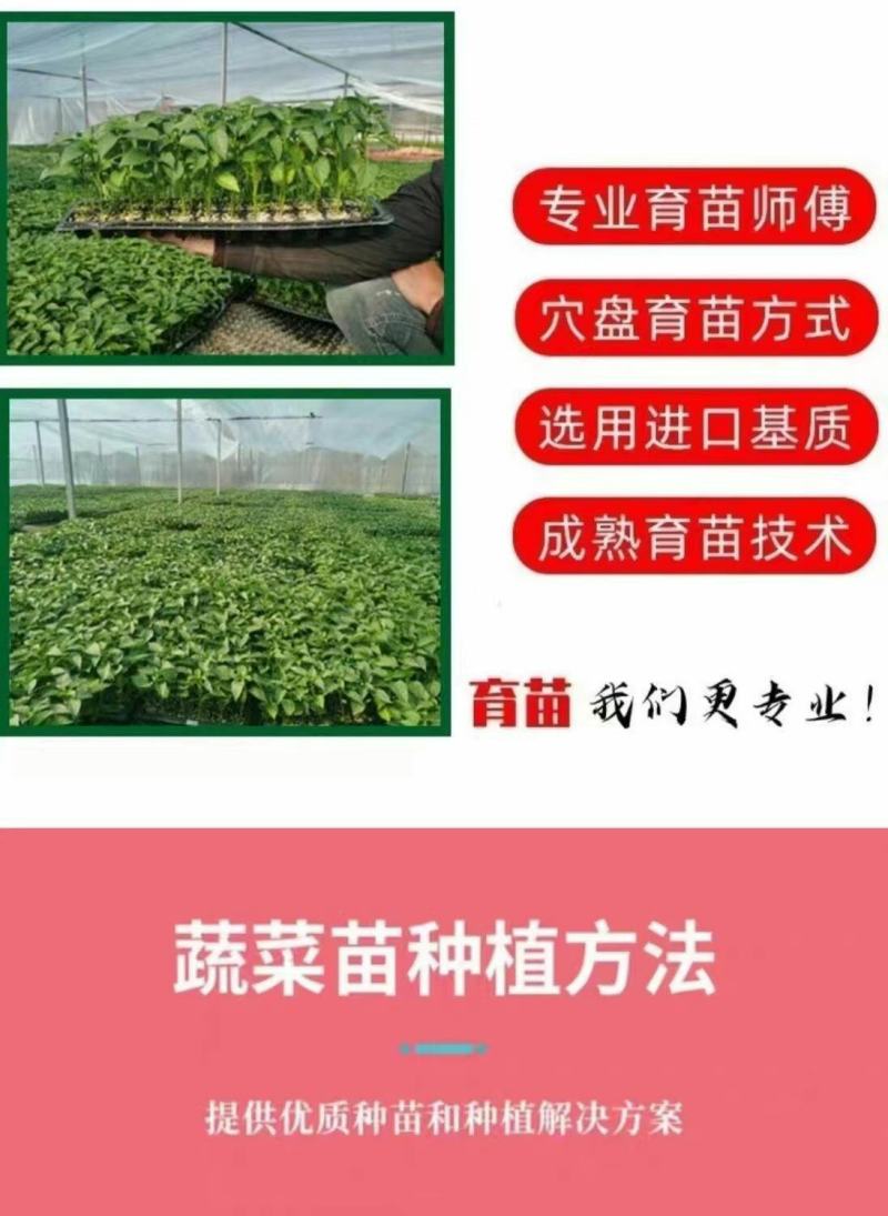 带土带根茄子苗蔬菜幼苗秧苗黑贵人长圆紫茄苗种籽线茄孑种苗