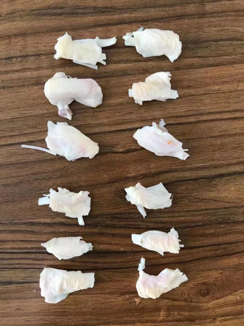 鸭脚筋