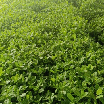 薄荷，香叶，子呗，