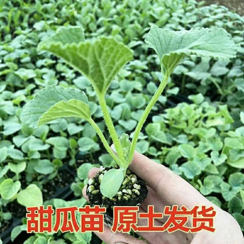 香瓜苗秧甜瓜苗羊角蜜瓜甜瓜种苗蔬菜苗香瓜种子盆栽水果各种