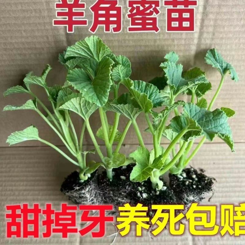 香瓜苗秧甜瓜苗羊角蜜瓜甜瓜种苗蔬菜苗香瓜种子盆栽水果各种