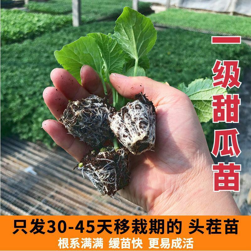 香瓜苗秧甜瓜苗羊角蜜瓜甜瓜种苗蔬菜苗香瓜种子盆栽水果各种