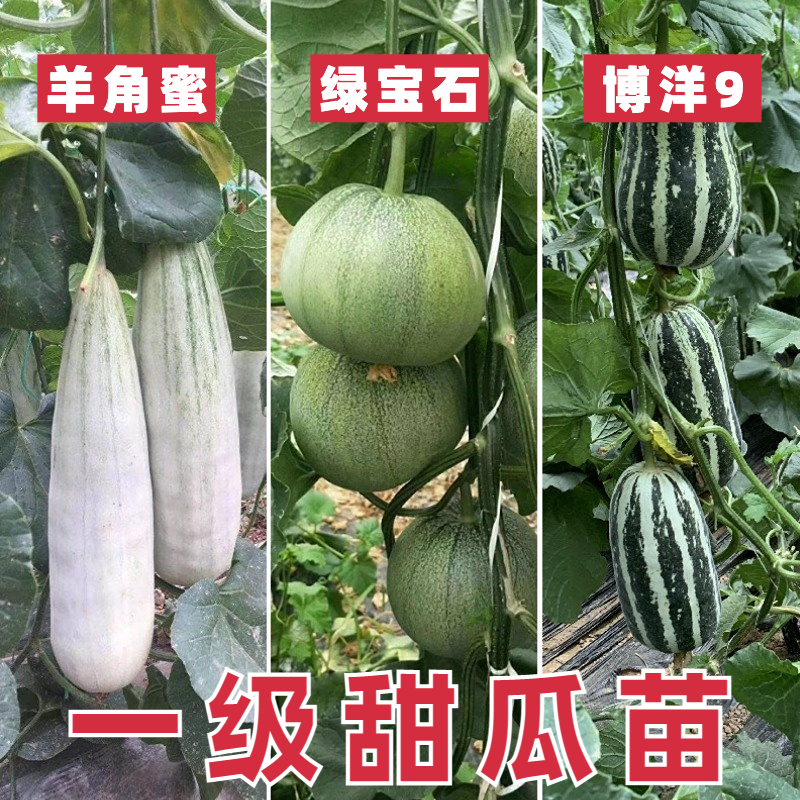 香瓜苗秧甜瓜苗羊角蜜瓜甜瓜种苗蔬菜苗香瓜种子盆栽水果各种