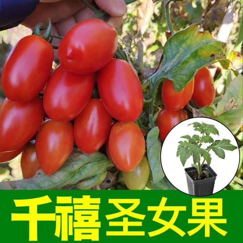 超甜红千禧圣女果苗秧带土球春秋四季阳台盆栽红樱桃西红柿苗