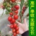 超甜红千禧圣女果苗秧带土球春秋四季阳台盆栽红樱桃西红柿苗
