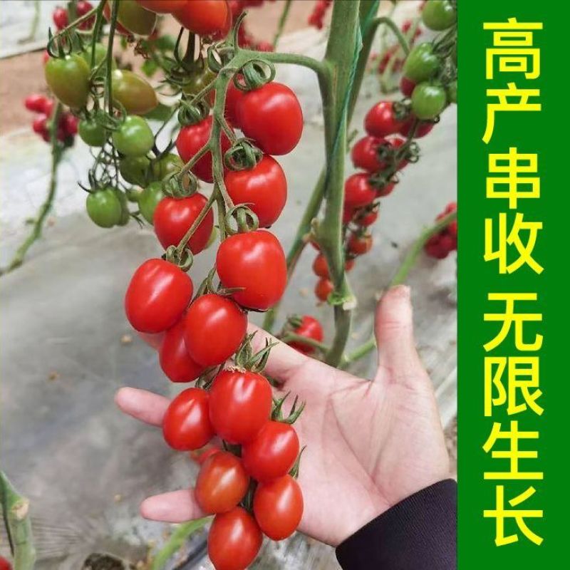 超甜红千禧圣女果苗秧带土球春秋四季阳台盆栽红樱桃西红柿苗