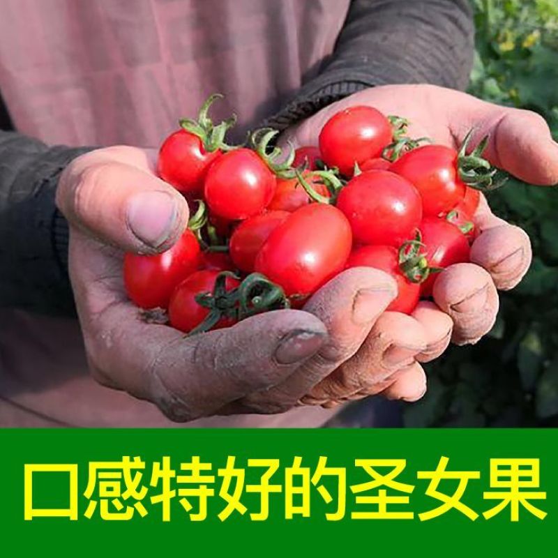 超甜红千禧圣女果苗秧带土球春秋四季阳台盆栽红樱桃西红柿苗