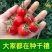 超甜红千禧圣女果苗秧带土球春秋四季阳台盆栽红樱桃西红柿苗