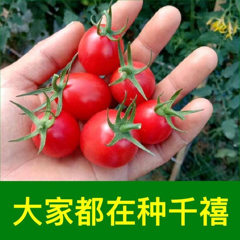 超甜红千禧圣女果苗秧带土球春秋四季阳台盆栽红樱桃西红柿苗