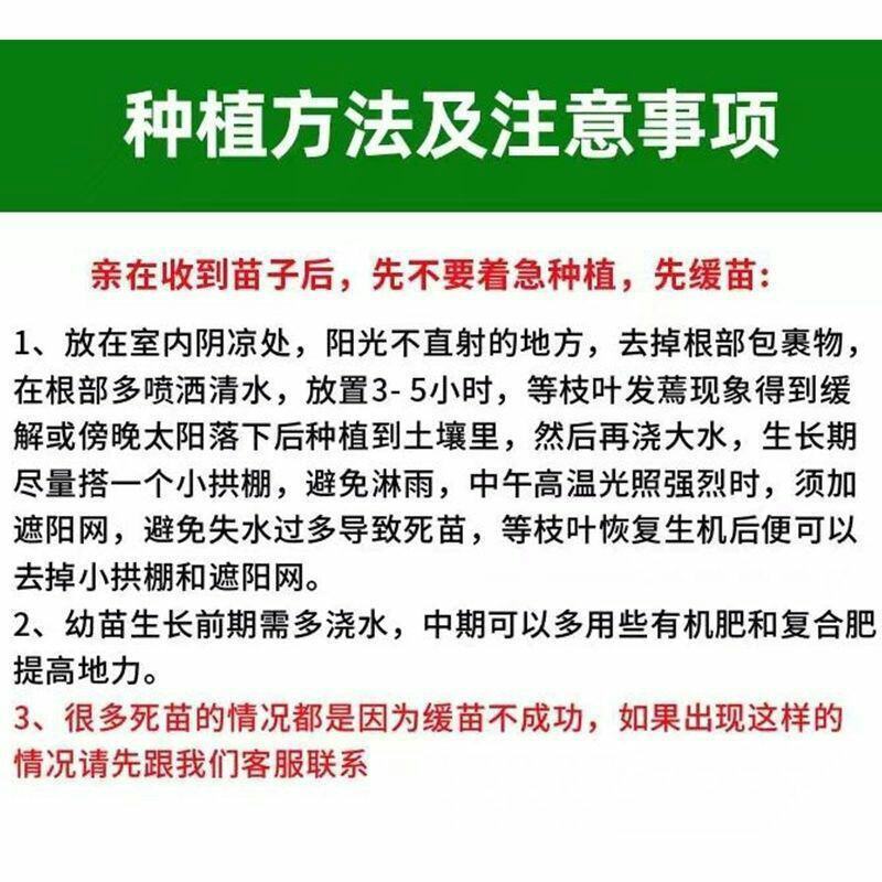 超甜红千禧圣女果苗秧带土球春秋四季阳台盆栽红樱桃西红柿苗
