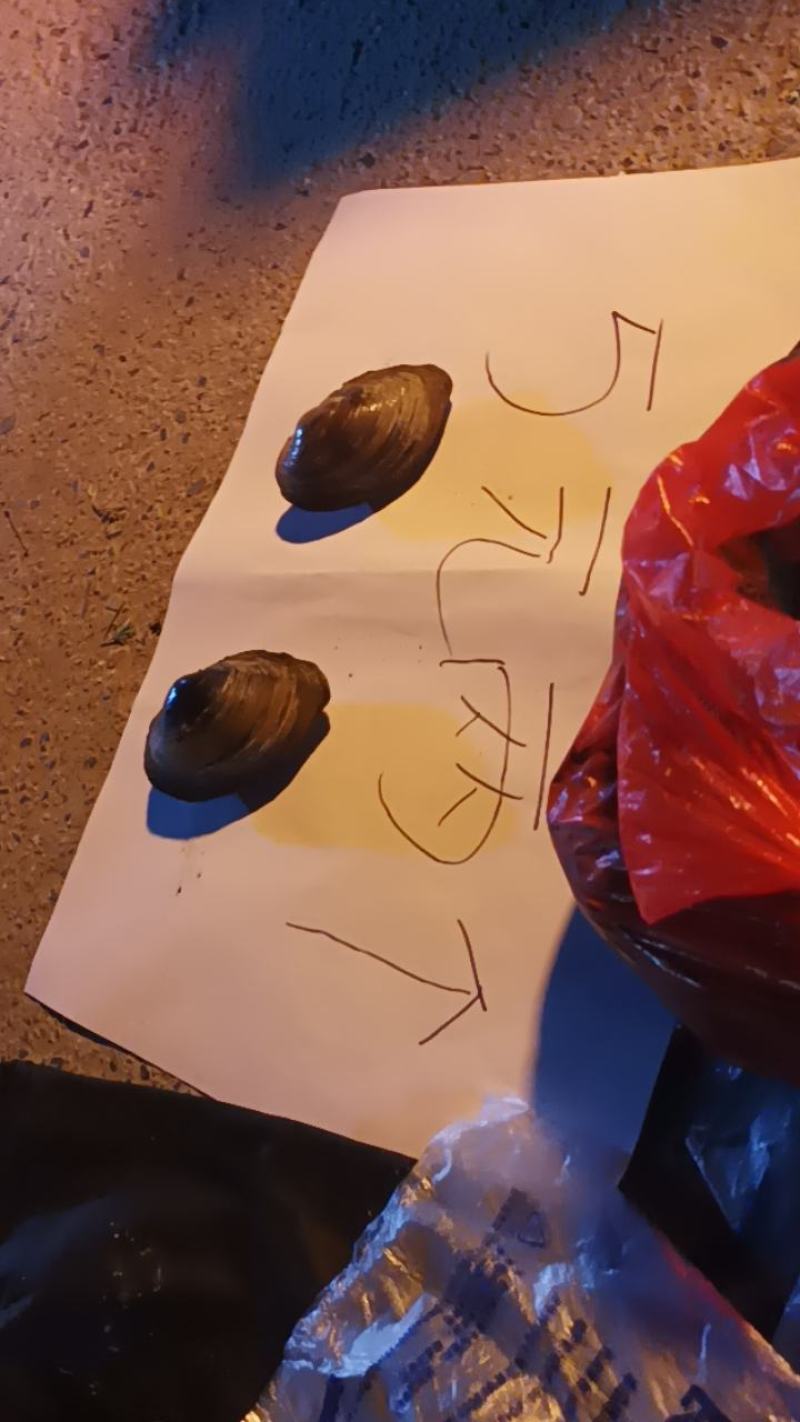 河蚌
